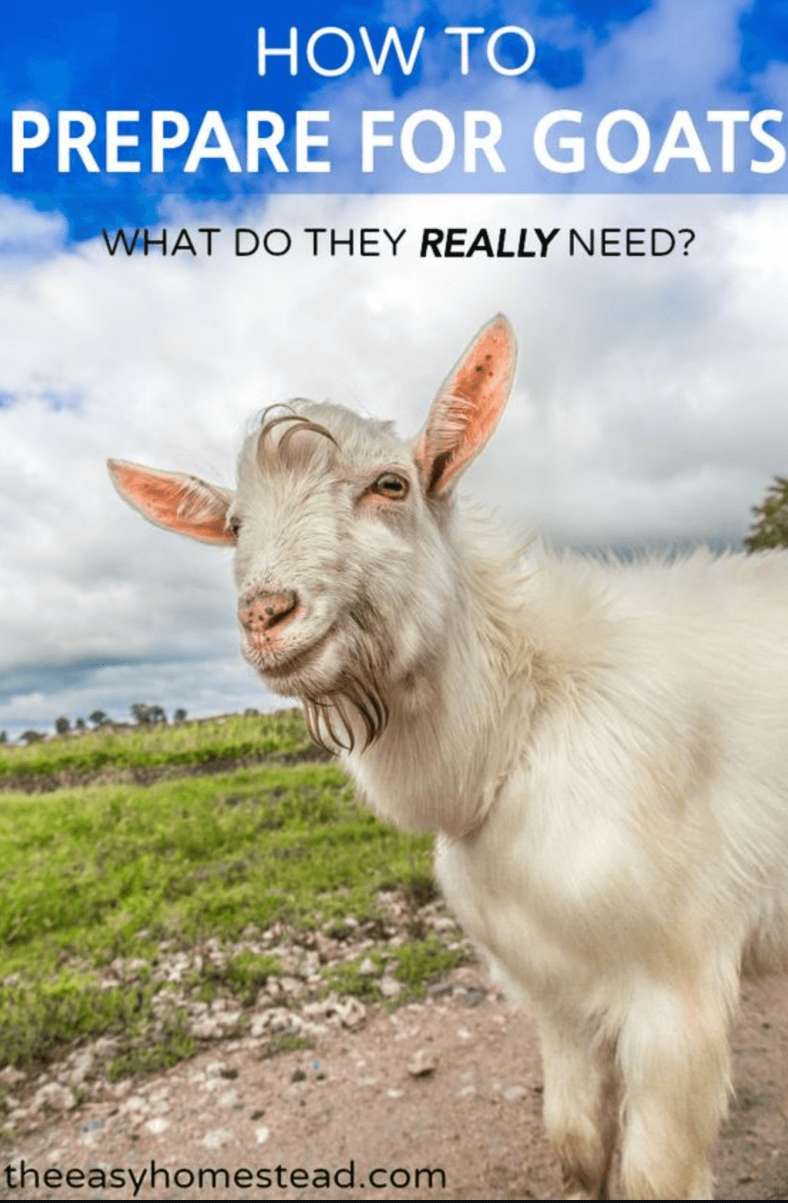 Simple Goat Every article, page 12 | The Easy Homestead