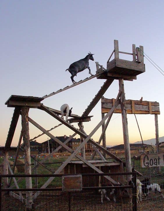 a goat playground
