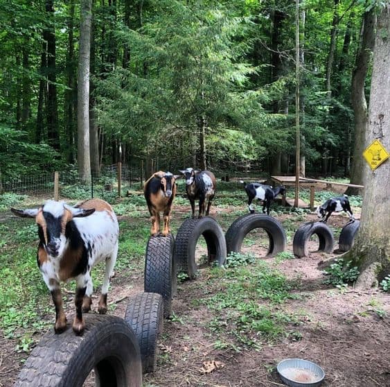 goats playing on tires