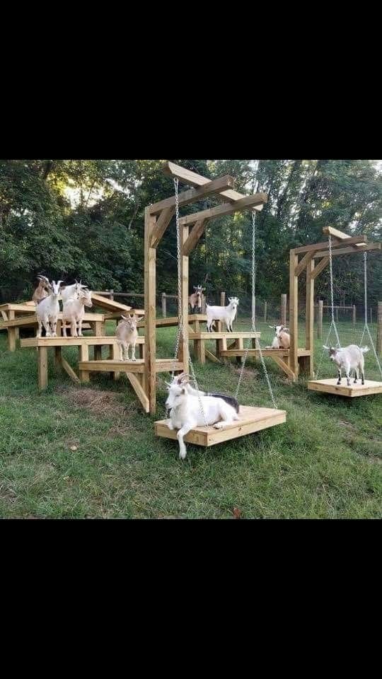 goats hanging in the yard on wooden planks