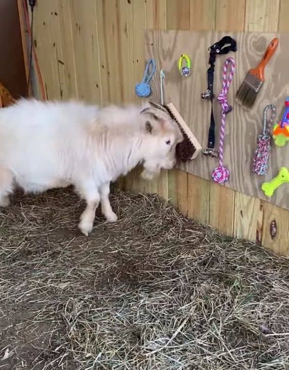 goat playing with sensory equipment