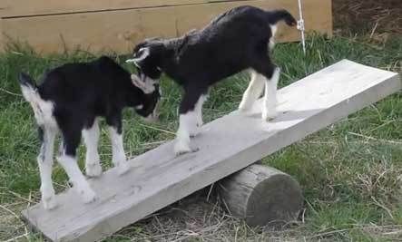 Two baby goats playing on a wooden platform.