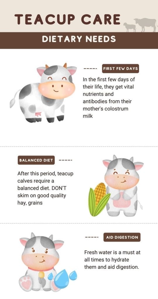 an infographic of teacup mini calf dietary needs
