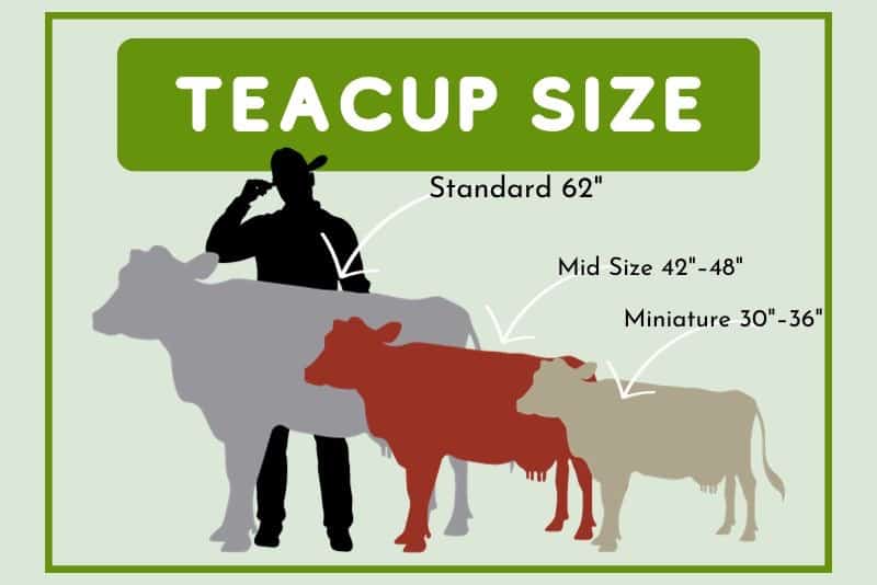 illustration of teacup vs standard cow sizes