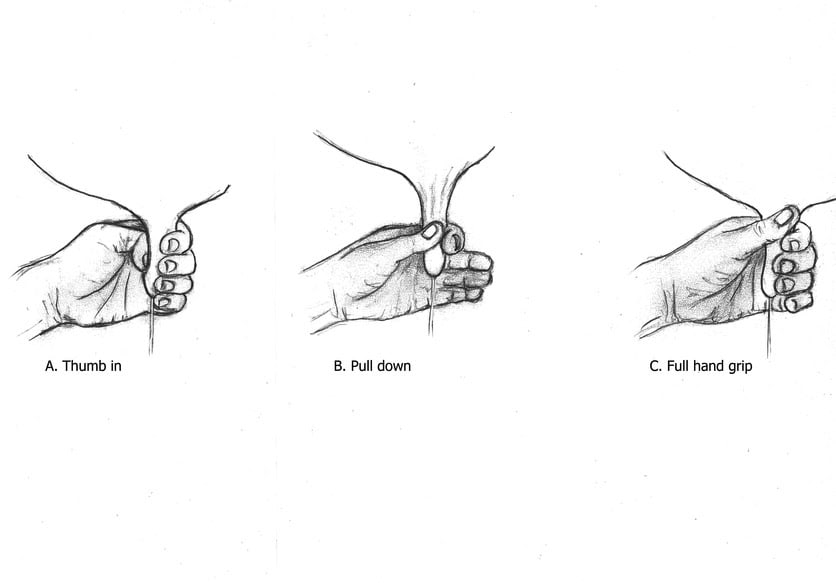 a diagram showing how to milk a cow by hand
