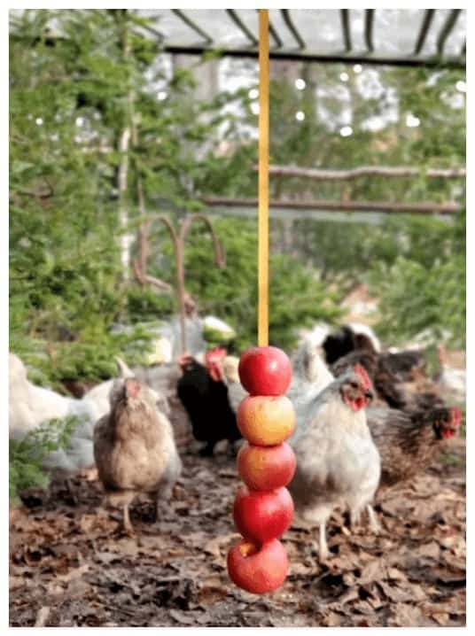 five apples tied to a rope dangling from the ceiling with chickens in the background