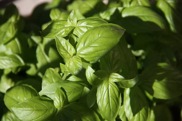 Basil leaves outside in the sun.