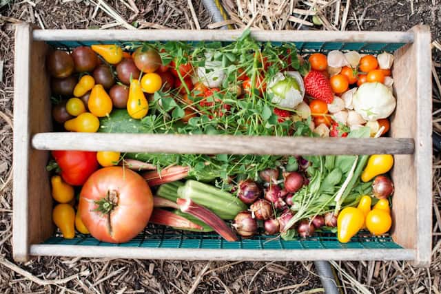 A wooden basket full of garden vegetables outside on the ground.