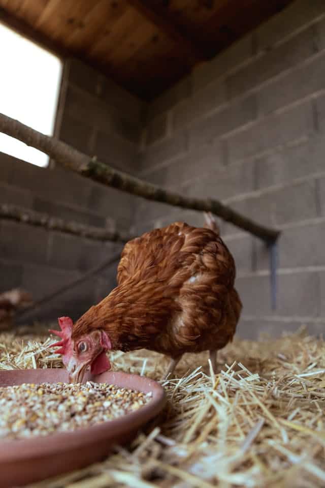 a brown chicken eating chicken feed in a barn full of hay