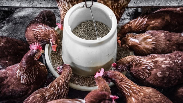 Brown chickens eating chicken feed from a bowl.