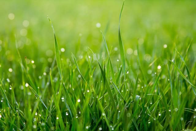 Green grass with water droplets.