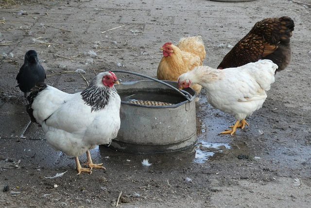 Three chickens drinking from a metal bucket outside on the ground.