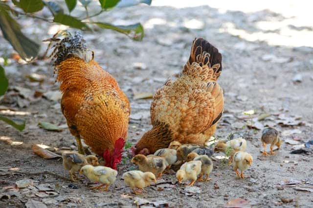two brown chickens pecking on the ground with several chicks walking around