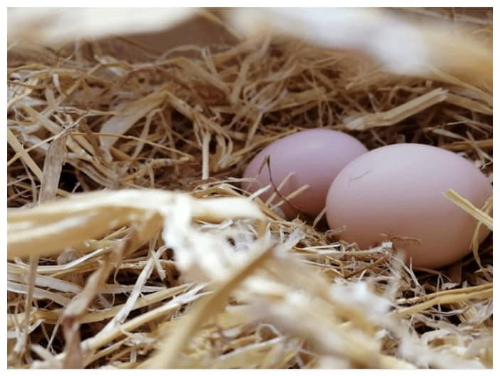 two eggs laying on light brown hay