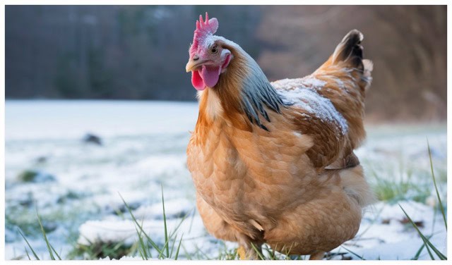 chicken standing in snow