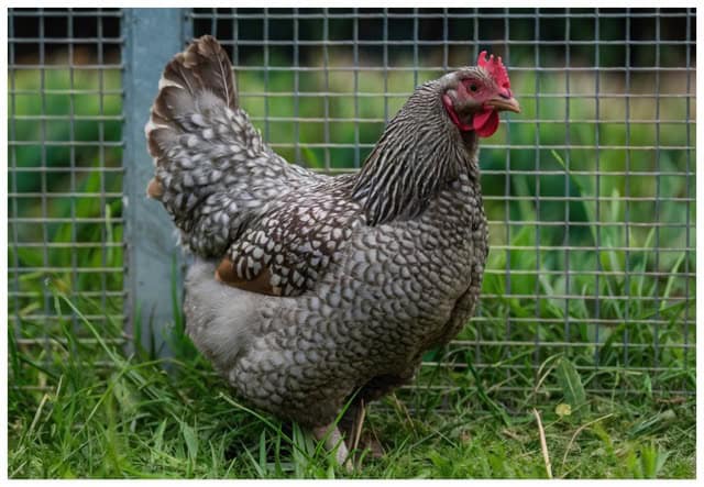 a chicken stands in front of hardware cloth chicken wire
