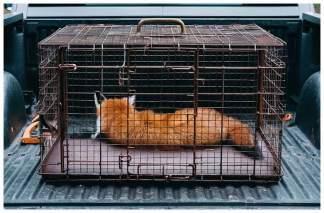 fox in the back of a pickup truck in a cage
