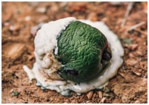 greenish chicken fecal matter