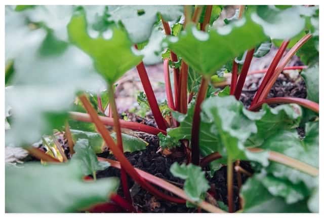 Rhubarb plant growing in a garden.