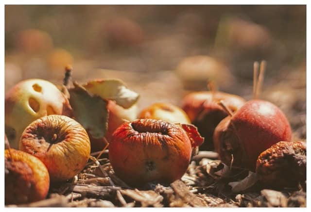 Rotting apples on the ground that have fallen from a tree.