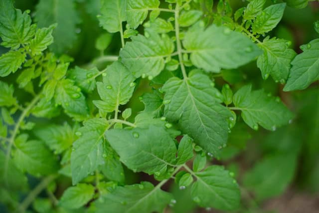 Tomato leaves.