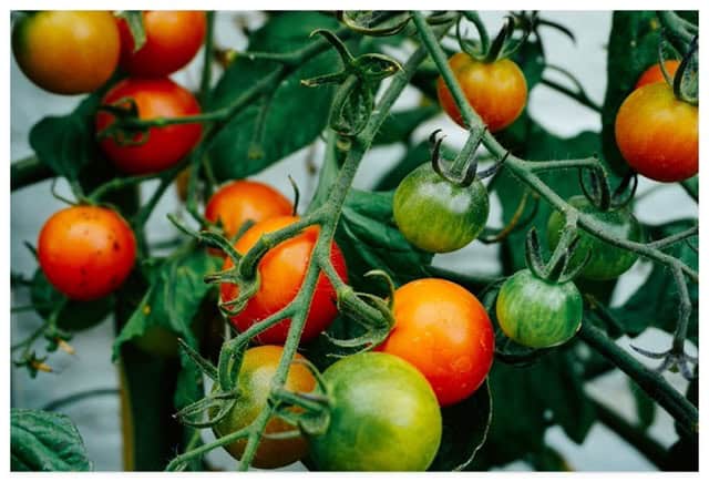 Small tomatoes on a vine.