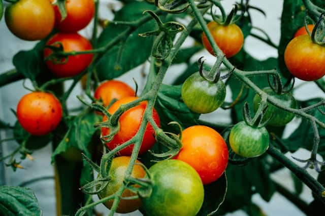 Tomatoes attached to their vine on a black, reflective surface.