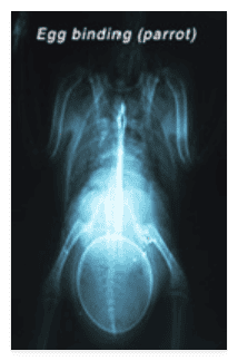 xray of egg binding on parrot
