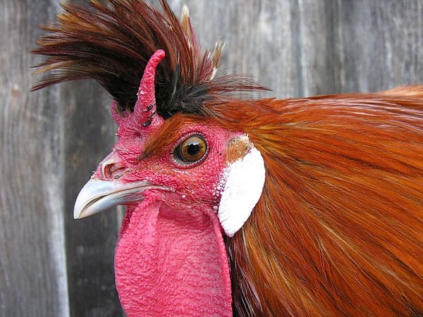Appenzeller Spitzhauben chicken breen
