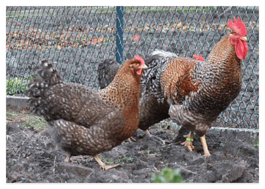 Bielefelder Kennhuhn chicken breed