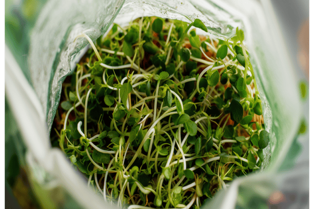 Alfalfa sprouts in a ziplock bag.