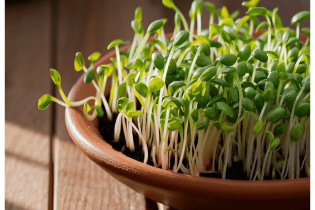 Growing alfalfa sprouts in a clay tray.