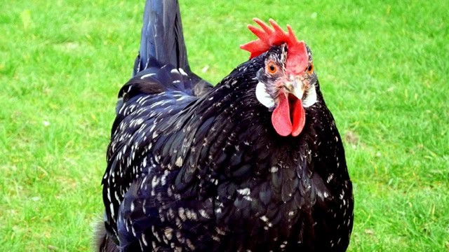 an Ancona chicken on green grass