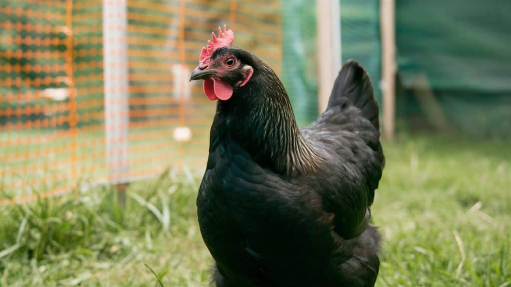 Australorp chicken breed