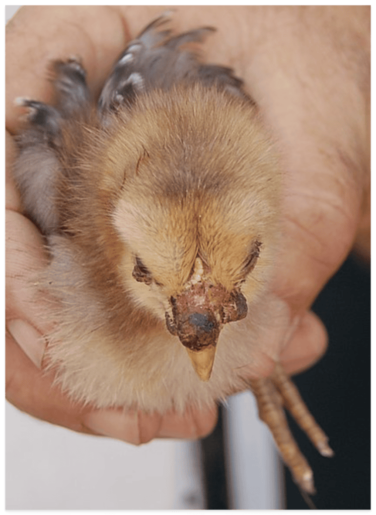 a baby chick held in someone's hands has fowl pox
