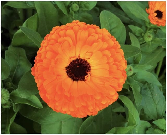 orange calendula plants