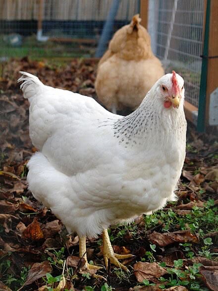 deleware chicken breed
