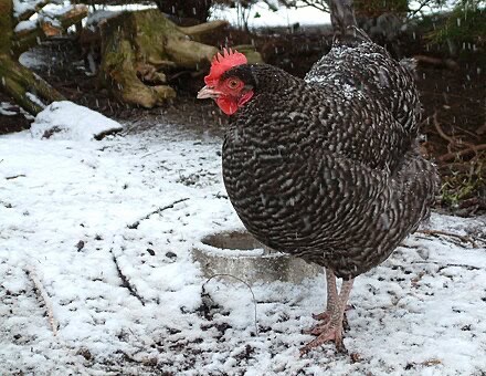 maran chicken breed