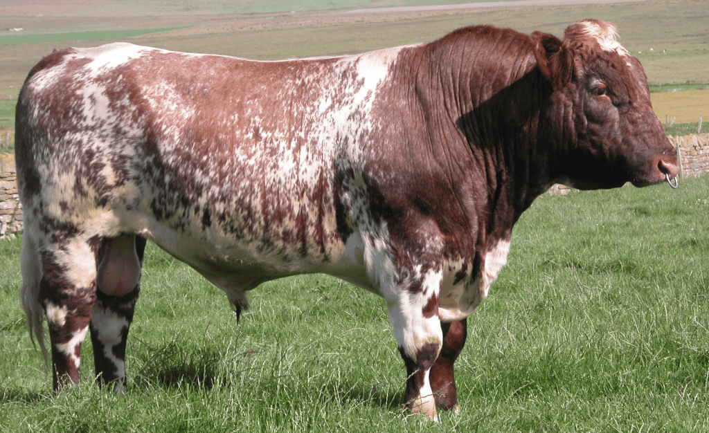 A Beef Shorthorn bull standing outside in a field.