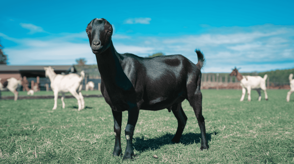 A fully black LaMancha goat outside on a field on a sunny day.