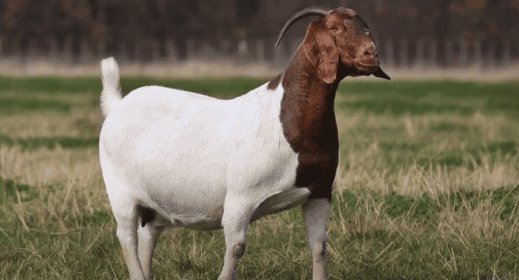 A white and brown Boer goat standing in a field outside.