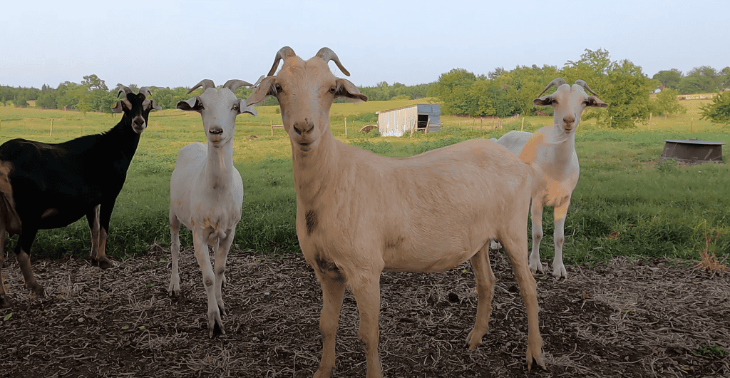 Four Kiko goats standing outside.