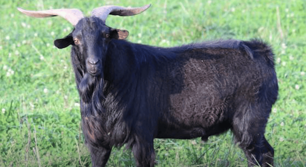 A black Spanish goat outside standing on some grass.