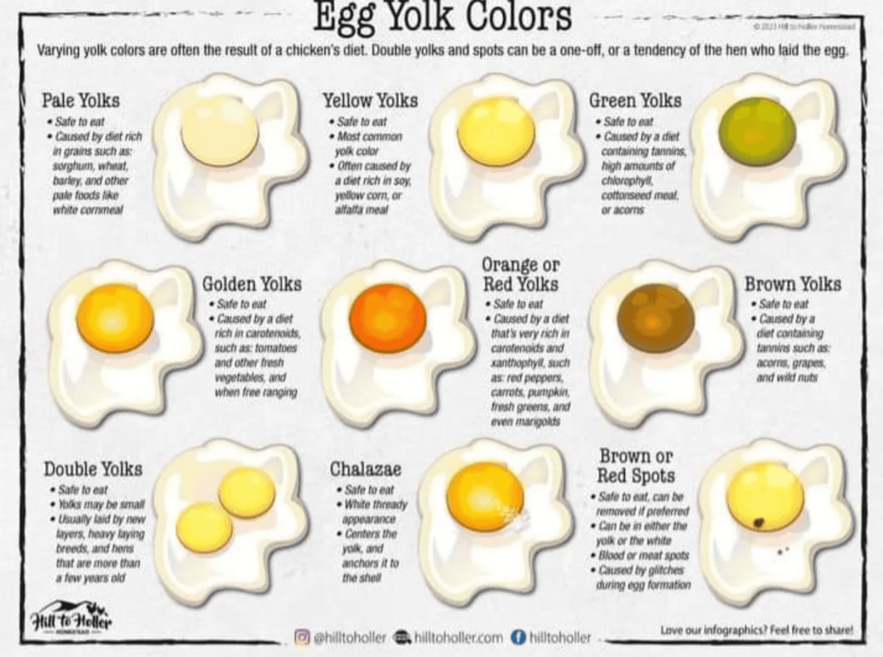 A drawing showing different yolk egg colors and which are safe to eat.