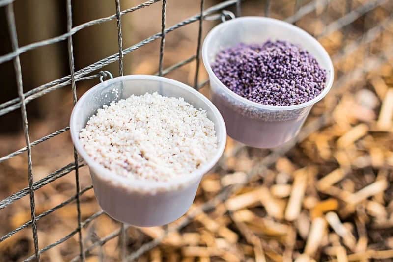 two bowls of chicken grit hooked on a fence