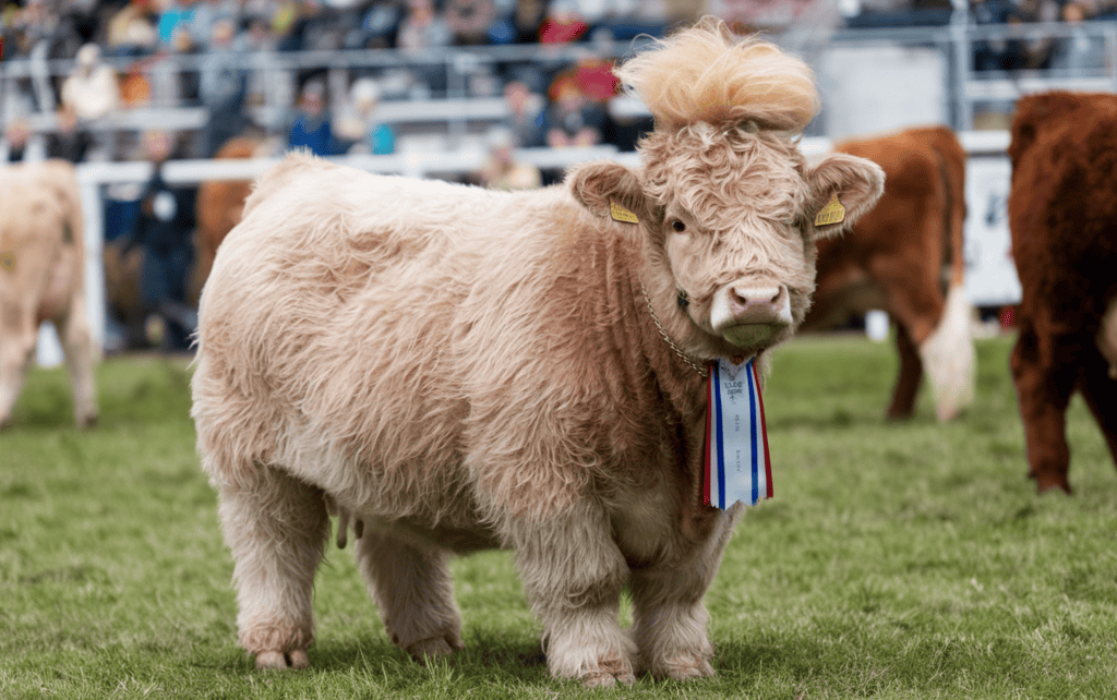 A perfectly coiffed fluffy cow at a competition.