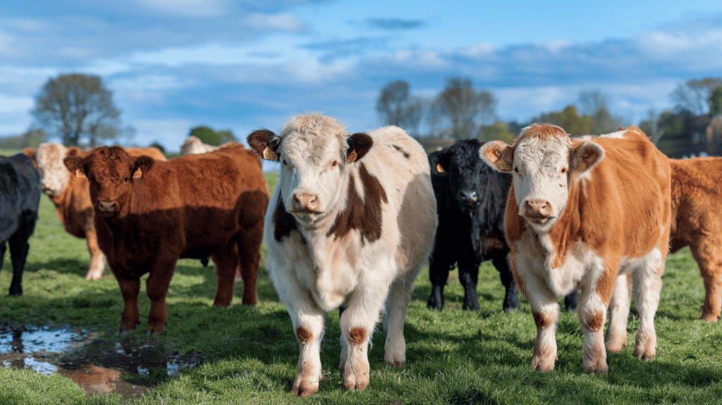 Adorable fluffy cows in the spring on a sunny, crisp, clear day.