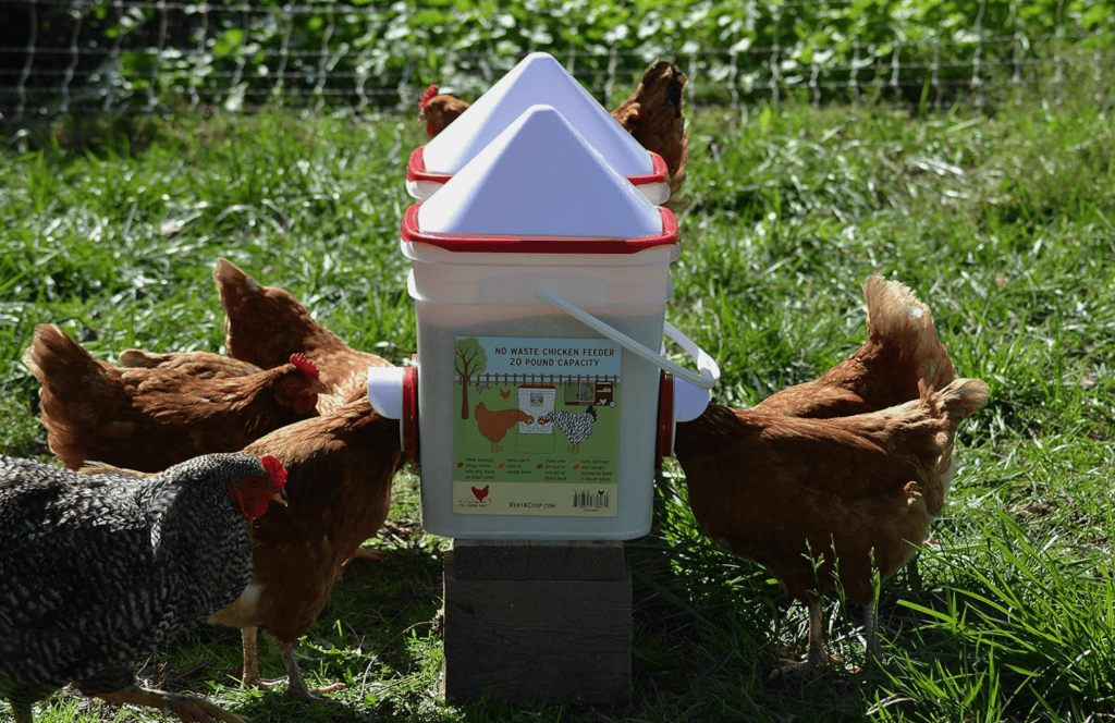 Chickens eating from a RentACoop 20lb Chicken Feeder outside on a sunny day.
