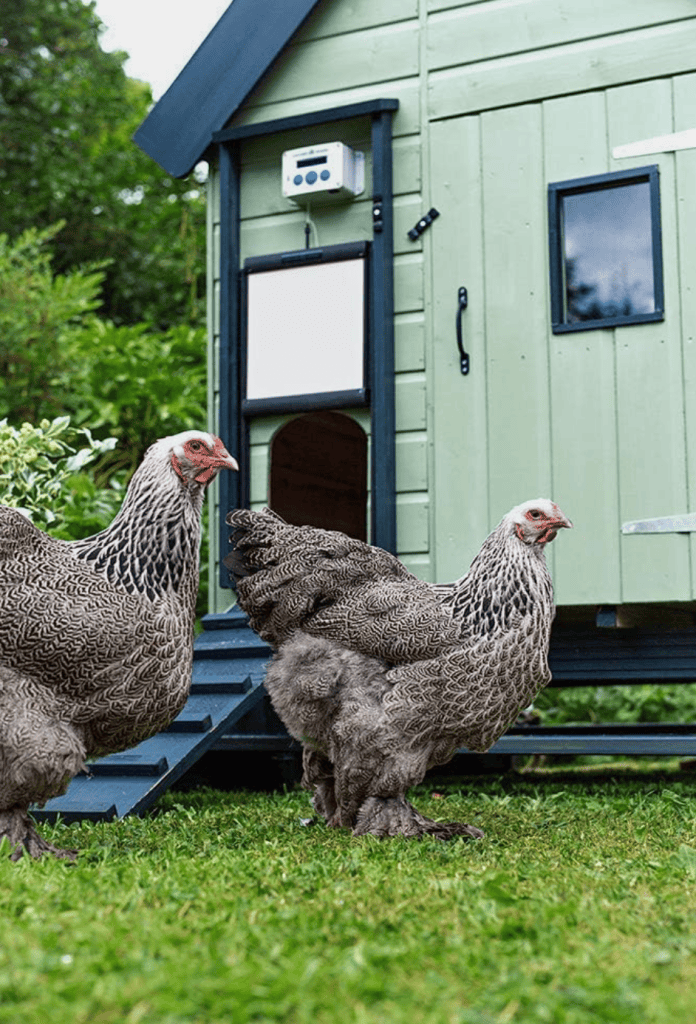 Two chickens outside of their coop with the ChickenGuard Automatic Chicken Coop Door Opener with Timer and Light Sensor installed.