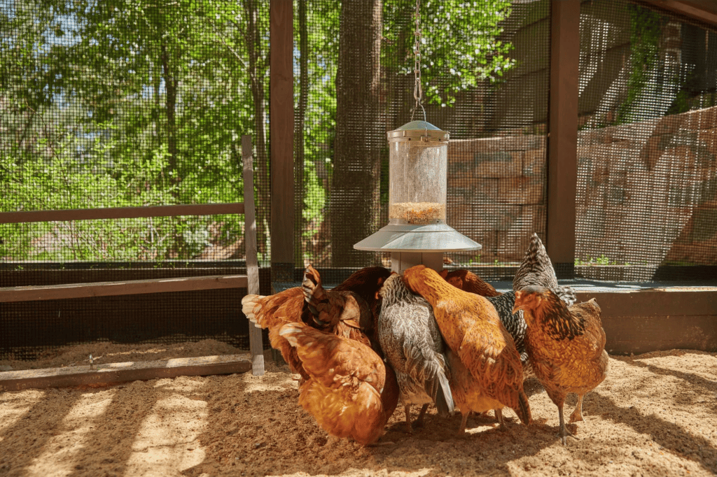 Chickens eating from a Wingscapes Automatic Chicken Feeder in their coop.